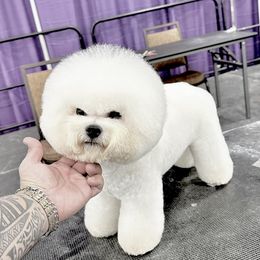 Bichon Frise puppies from Prime Paradise Kennel