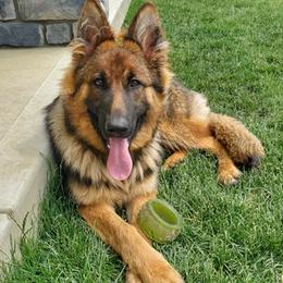 German Shepherds from Winner Shepherds