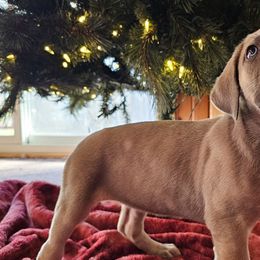Alice - Cane Corso puppy in Roachdale, Indiana from Cast Iron Kennels
