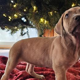 Alice - Cane Corso puppy in Roachdale, Indiana from Cast Iron Kennels