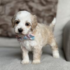 Runway - Apricot male Australian Labradoodle puppy in Clarksville, Tennessee from Fairytale Lane Australian Labradoodles