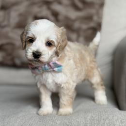 Runway - Apricot male Australian Labradoodle puppy in Clarksville, Tennessee from Fairytale Lane Australian Labradoodles