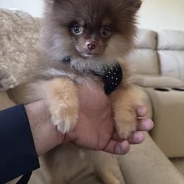 Jack Daniels - Chocolate and tan male Pomeranian puppy in Poteet, Texas from Tea Time Pomeranians