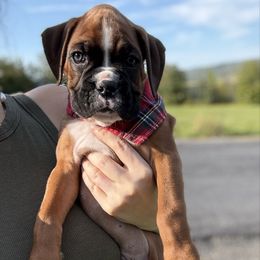 Red Collar Fawn Male - Fawn male Boxer puppy in Alpine, New York from Kickin Rooster AKC Boxers