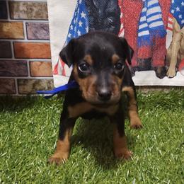 Franklin - Black and rust male Miniature Pinscher puppy in Baton Rouge, Louisiana from Pike's Pups