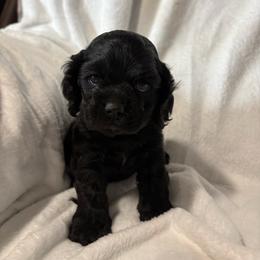 Summer girl - Black female Cocker Spaniel puppy in Wittmann, Arizona from Amore’s Cockers