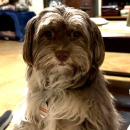 Oakli - Havanese