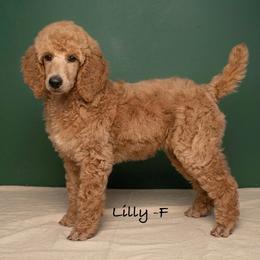 Lilly - Apricot female Poodle puppy in Greenwich, New York from MizzElle’s Standard Poodles