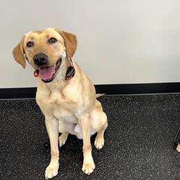 Golden Retrievers and Labrador Retrievers from Rucker Retrievers
