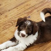Bordoodle Puppies from Nolichuckey Bordoodles