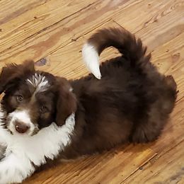 Bordoodle Puppies from Nolichuckey Bordoodles