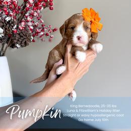 Pumpkin - Red female Bernedoodle puppy in South Jordan, Utah from Wonderful World Doodles