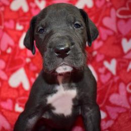Rowan's Creek - Black and white female Great Dane puppy in Chapmansboro, Tennessee from Balthrop Bend Farms