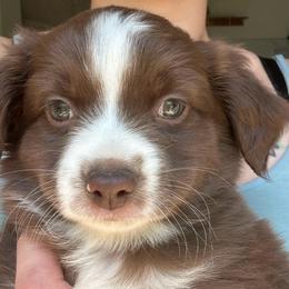 Tempura - Red & white male Toy Australian Shepherd puppy in Reidsville, North Carolina from Cherry Grove Kennel