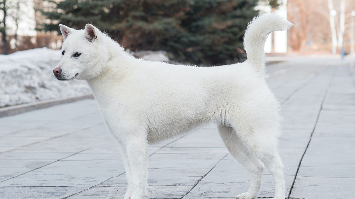 Kishu Ken