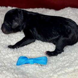 Cypress - Black phantom male Aussiedoodle puppy in Gresham, Oregon from Daisys Doodles