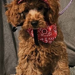 Poodles from Golden's Poodles