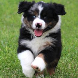 Dixie  blue merle female - Blue merle female Australian Shepherd puppy in Cookeville, Tennessee from Spring Creek Aussies
