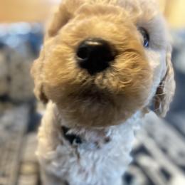Hugo (Gray Collar) - Caramel cream male Labradoodle puppy in Toledo, Washington from Bigfoot Doodles