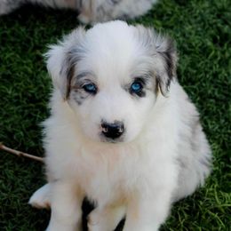 Australian Shepherd Puppies from Tru Blu Aussies