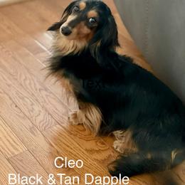 Cleo - Dachshund