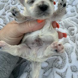 Popcorn - Cream male Maltipoo puppy in Fredericktown, Missouri from Doodle Pups Fur-Ever