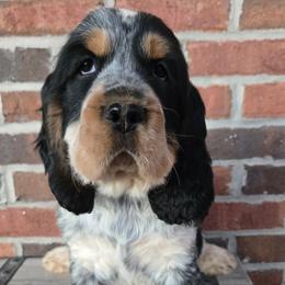 Baxter - Tri-Roan male English Springer Spaniel puppy in Statesville, North Carolina from BAR Z Springers