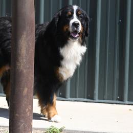 Coco - Bernese Mountain Dog