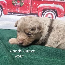 Candy Canes - Miniature Australian Shepherd puppy in Roseville, California from Golden State Mini Aussies