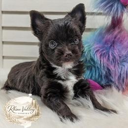 Teddy - Liver male Yorkshire Terrier puppy in Austin, Texas from Rhine Valley Yorkies