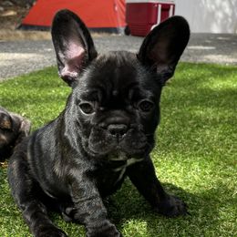 French Bulldog All Grown Up from Frenchie Tempest
