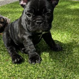 French Bulldog All Grown Up from Frenchie Tempest