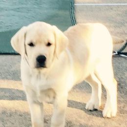 Labrador Retrievers from Highmeadows