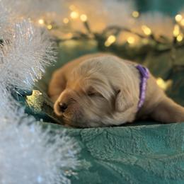 1st Pick Female - Golden female Golden Retriever puppy in De Beque, Colorado from The Wildfire Ranch