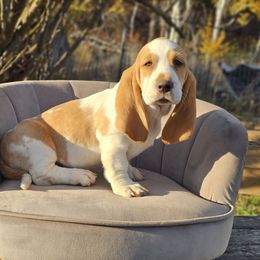 Cotton Candy Collar 'Ember' - Lemon and white female Basset Hound puppy in Valley, Washington from Peaceful Valley Paws