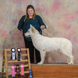 Berger Blanc Suisse Puppies from Wynter Spirit Kennels