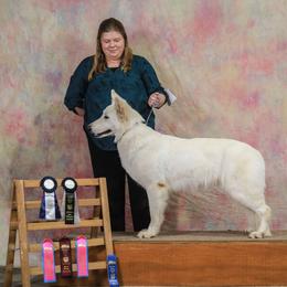 Berger Blanc Suisse Puppies from Wynter Spirit Kennels