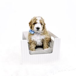 Light Blue Collar Boy - Yellow and white male Bernedoodle puppy in Hebron, Indiana from Duneland Doodles