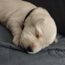 Hugo - White male Miniature Schnauzer puppy in Carriere, Mississippi from Pea Patch Schnauzers