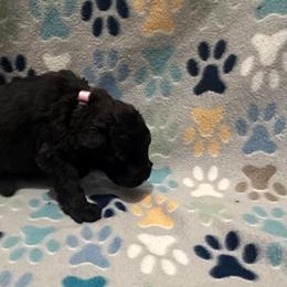 Justice - Black female Bouvier des Flandres puppy in Wellington, Colorado from Blood Family Frenchies and Bouvs