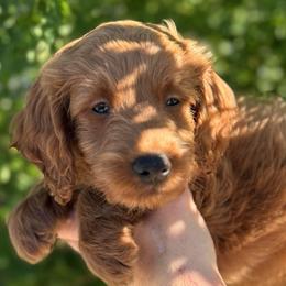 Charlie - Red  male Goldendoodle puppy in Tucson, Arizona from Adored Poodle & Doodles