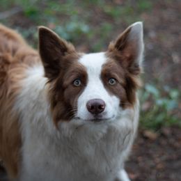 Ava - Border Collie
