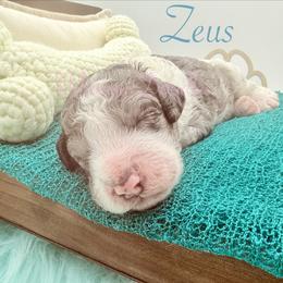 Zeus - Blue merle male Bernedoodle puppy in Omaha, Nebraska from Whimsy Doodles