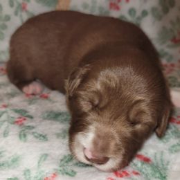 Rocket - White and red male Border Collie puppy in Watsontown, Pennsylvania from Kate Gresham