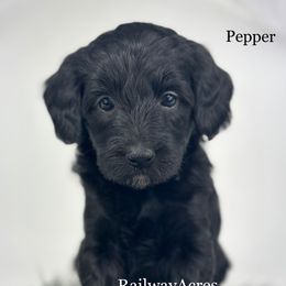 Pepper - Black female Goldendoodle puppy in Milford, Indiana from Railway Acres Kennel