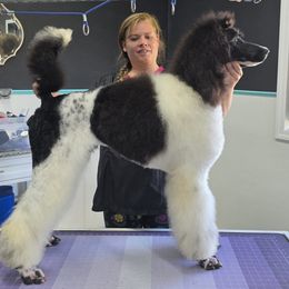 Eclair - Parti female Poodle puppy in Parker, Colorado from Pawsh K9’s