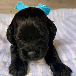 Boy 2 - male Cockapoo puppy in Richton, Mississippi from Magnolia Hill Doodles