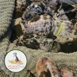 Catahoula Leopard Dog and Pembroke Welsh Corgi Puppies from Peach Tree/Shoreline Catahoulas & Corgis