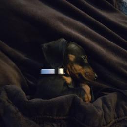 Dalilah - Dachshund
