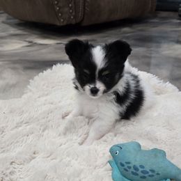 Fern - White and black female Papillon puppy in Hollister, Missouri from Swan Creek Kennel